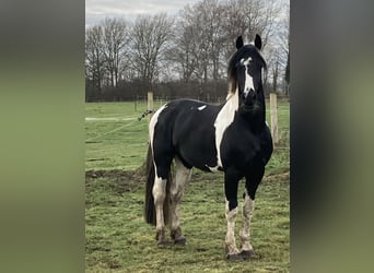 Barock Pinto, Hengst, 5 Jaar, 165 cm, Tobiano-alle-kleuren