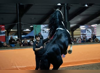 Barock Pinto, Hengst, 4 Jaar, 161 cm, Gevlekt-paard