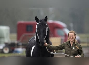 Barock Pinto, Hengst, 4 Jaar, 161 cm, Gevlekt-paard