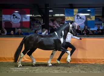 Barock Pinto, Hengst, 4 Jaar, 161 cm, Gevlekt-paard