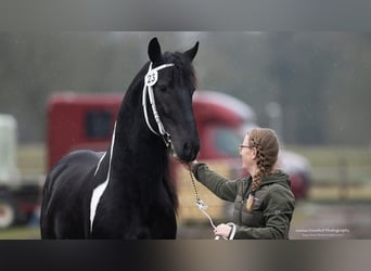 Barock Pinto, Hengst, 4 Jaar, 161 cm, Gevlekt-paard