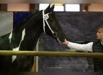 Barock Pinto, Hengst, 4 Jaar, 161 cm, Gevlekt-paard