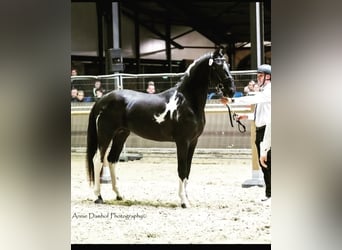 Barock Pinto, Hengst, 3 Jaar, 166 cm, Gevlekt-paard
