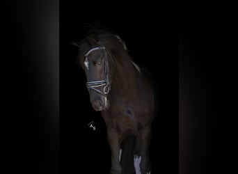 Barock Pinto, Hengst, 3 Jaar, 166 cm, Gevlekt-paard