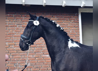 Barock Pinto, Hengst, 3 Jaar, 166 cm, Gevlekt-paard
