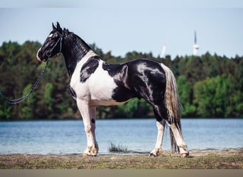 Barock Pinto, Hengst, 10 Jaar, 160 cm, Gevlekt-paard