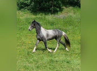 Barock Pinto, Hengst, 3 Jaar, 165 cm, Tobiano-alle-kleuren