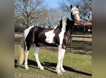 Barock Pinto, Hengst, 4 Jaar, 169 cm, Tobiano-alle-kleuren