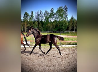 Barock Pinto Mix, Hengst, veulen (05/2023), 169 cm, Zwart