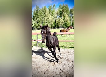 Barock Pinto Mix, Hengst, veulen (05/2023), 169 cm, Zwart
