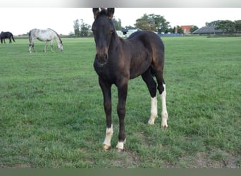 Barock Pinto, Hengst, veulen (05/2023)