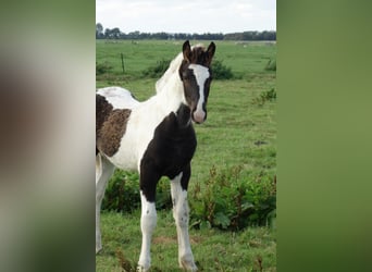 Barock Pinto, Hengst, veulen (05/2023)