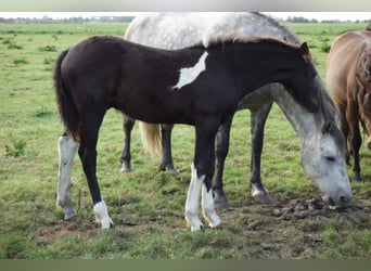 Barock Pinto, Hengst, veulen (05/2023)