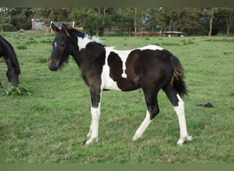 Barock Pinto, Hengst, veulen (05/2023)