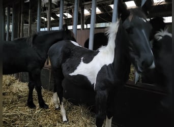 Barock Pinto, Hengst, veulen (05/2024), Gevlekt-paard