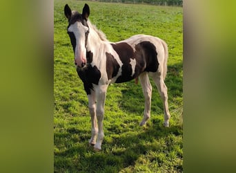 Barock Pinto, Hengst, veulen (04/2024), Gevlekt-paard