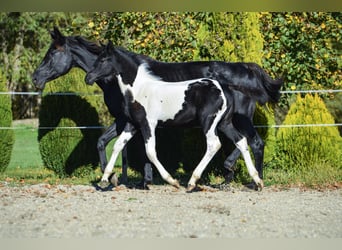 Barock Pinto, Hengst, Veulen (07/2025), Tobiano-alle-kleuren