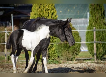 Barock Pinto, Hengst, Veulen (07/2025), Tobiano-alle-kleuren