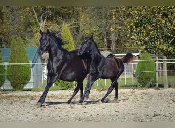 Barock Pinto, Hengst, Veulen (04/2025), Zwart