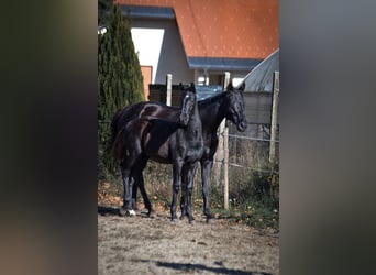 Barock Pinto, Hengst, Veulen (04/2025), Zwart