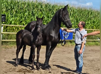 Barock Pinto, Hengst, veulen (04/2024), Zwart