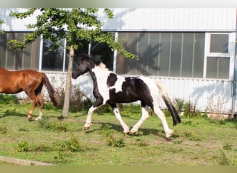 Barock Pinto, Hongre, 12 Ans, 166 cm, Pinto