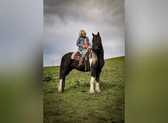 Barock Pinto, Hongre, 13 Ans, 165 cm, Pinto
