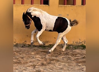 Barock Pinto, Hongre, 2 Ans, 153 cm, Pinto