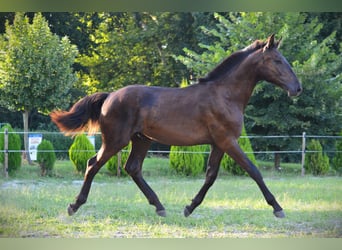 Barock Pinto, Hongre, 2 Ans, 165 cm, Noir