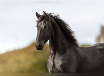 Barock Pinto, Hongre, 3 Ans, 165 cm, Noir