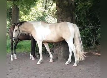 Barock Pinto, Hongre, 5 Ans, 158 cm, Buckskin