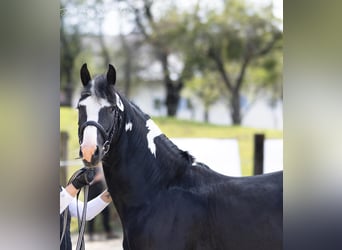 Barock Pinto, Hongre, 5 Ans, 163 cm, Pinto