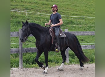 Barock Pinto, Hongre, 5 Ans, 165 cm, Noir