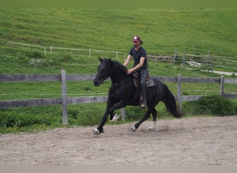 Barock Pinto, Hongre, 5 Ans, 165 cm, Noir