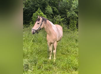 Barock Pinto, Hongre, 6 Ans, 158 cm, Buckskin
