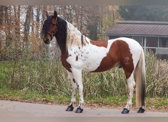 Barock Pinto, Hongre, 6 Ans, 162 cm, Pinto