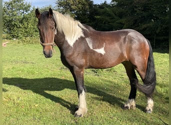 Barock Pinto Croisé, Hongre, 6 Ans, 162 cm, Pinto