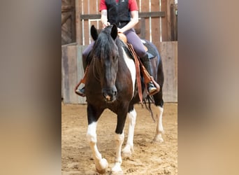 Barock Pinto, Hongre, 6 Ans, 165 cm, Pinto