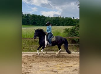 Barock Pinto, Hongre, 8 Ans, 154 cm, Pinto