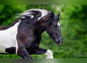 Barock Pinto, Hongre, 8 Ans, 164 cm, Pinto