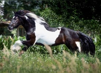 Barock Pinto, Hongre, 8 Ans, 164 cm, Pinto