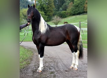 Barock Pinto, Hongre, 8 Ans, 176 cm, Pinto