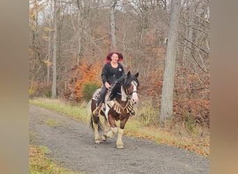 Barock Pinto, Hongre, 9 Ans, 150 cm, Pinto