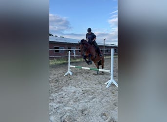 Barock Pinto Croisé, Hongre, 9 Ans, 175 cm, Bai