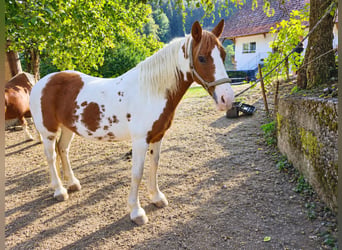 Barock Pinto, Jument, 12 Ans, 158 cm, Tobiano-toutes couleurs