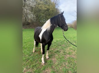 Barock Pinto, Jument, 12 Ans, 160 cm, Pinto