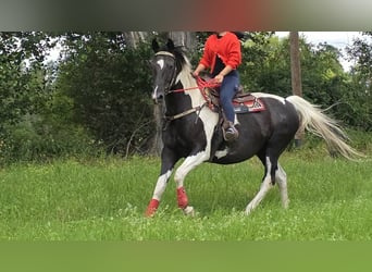 Barock Pinto, Jument, 13 Ans, 162 cm, Pinto
