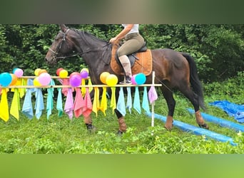 Barock Pinto, Jument, 13 Ans, 162 cm, Pinto