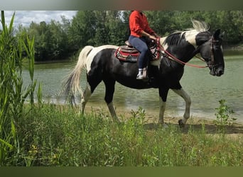 Barock Pinto, Jument, 13 Ans, 162 cm, Pinto
