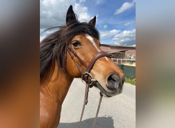 Barock Pinto Croisé, Jument, 14 Ans, 142 cm, Bai